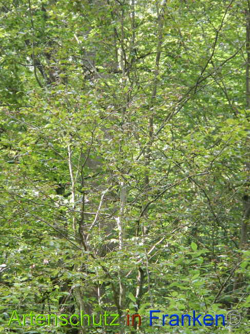© Artenschutz in Franken® / Simon J. Bild zum Eintrag (1029236-160)