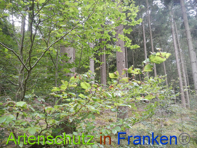 © Artenschutz in Franken® / Simon J. Bild zum Eintrag (1029237-160)