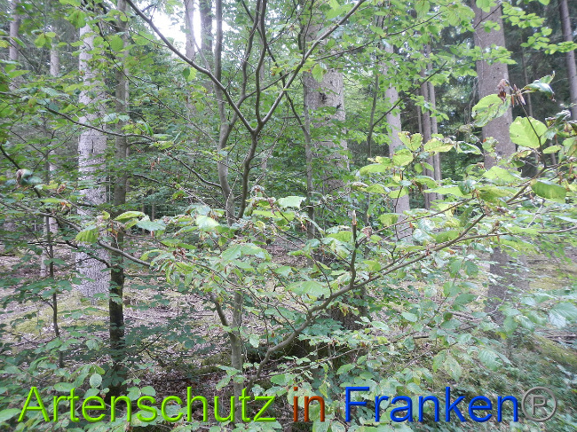 © Artenschutz in Franken® / Simon J. Bild zum Eintrag (1029238-160)