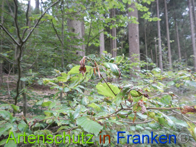 © Artenschutz in Franken® / Simon J. Bild zum Eintrag (1029239-160)