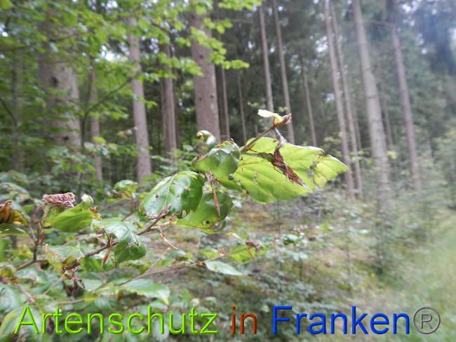 © Artenschutz in Franken® / Simon J. Bild zum Eintrag (1029240-160)