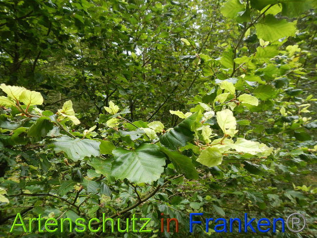 © Artenschutz in Franken® / Simon J. Bild zum Eintrag (1029242-160)