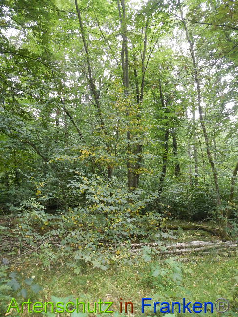 © Artenschutz in Franken® / Simon J. Bild zum Eintrag (1029243-160)