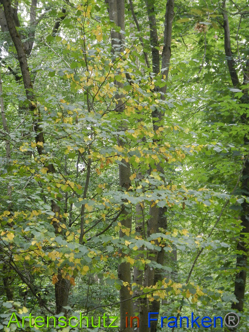 © Artenschutz in Franken® / Simon J. Bild zum Eintrag (1029244-160)