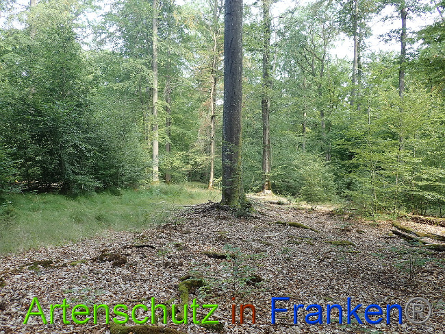 © Artenschutz in Franken® Bild zum Eintrag (1030636-160)