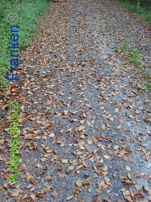 © Artenschutz in Franken® Bild zum Eintrag (1030784-160)