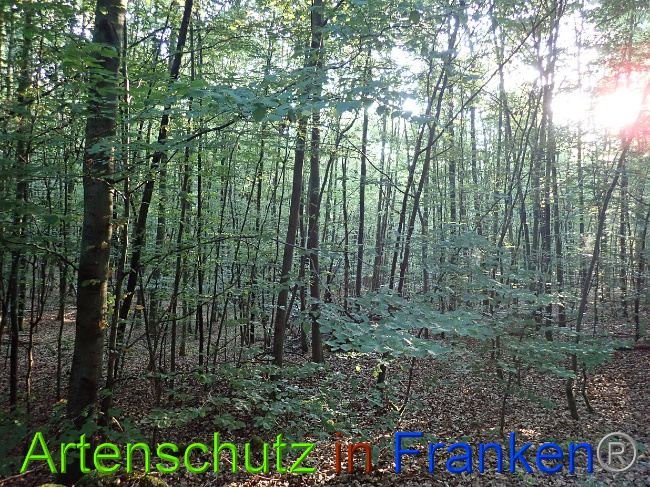 © Artenschutz in Franken® Bild zum Eintrag (1030786-160)