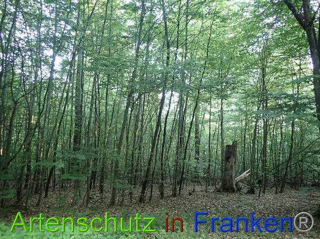 © Artenschutz in Franken® Bild zum Eintrag (1030787-160)