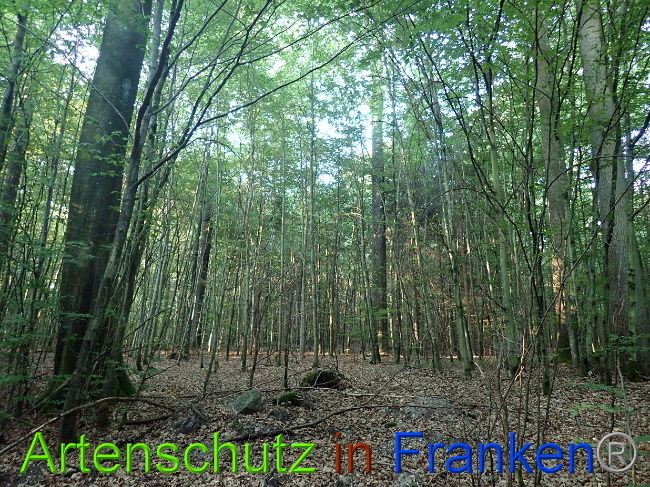 © Artenschutz in Franken® Bild zum Eintrag (1030790-160)