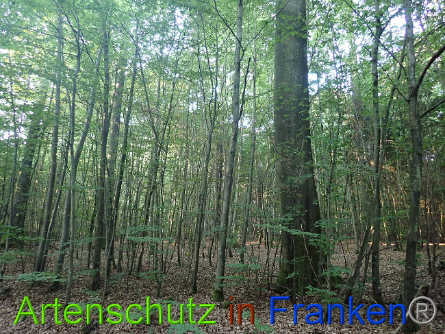 © Artenschutz in Franken® Bild zum Eintrag (1030791-160)