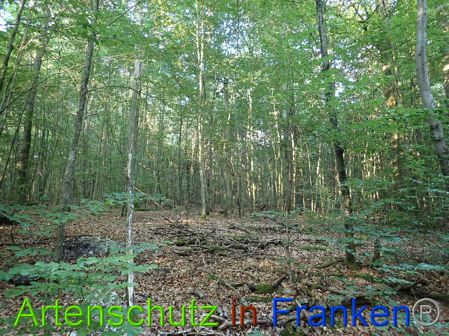 © Artenschutz in Franken® Bild zum Eintrag (1030792-160)