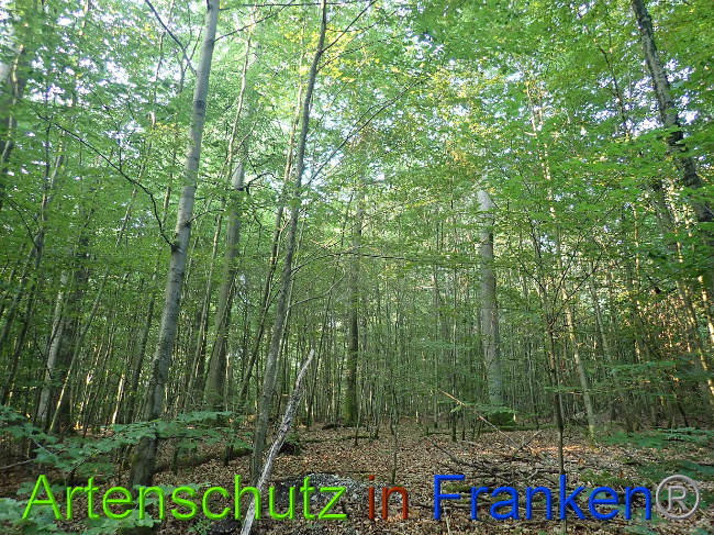 © Artenschutz in Franken® Bild zum Eintrag (1030794-160)