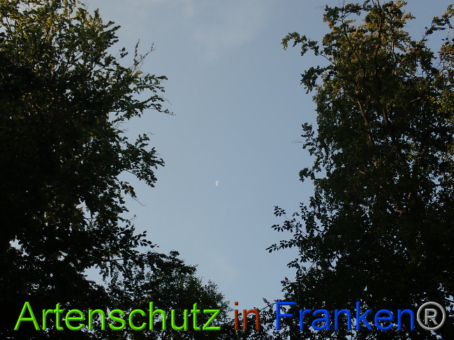 © Artenschutz in Franken® Bild zum Eintrag (1030795-160)