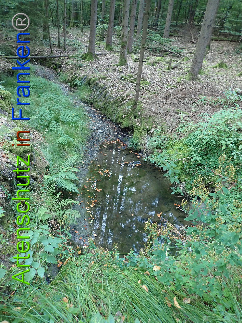 © Artenschutz in Franken® Bild zum Eintrag (1031000-160)