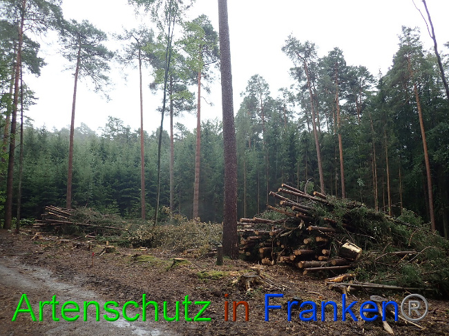 © Artenschutz in Franken® Bild zum Eintrag (1032062-160)