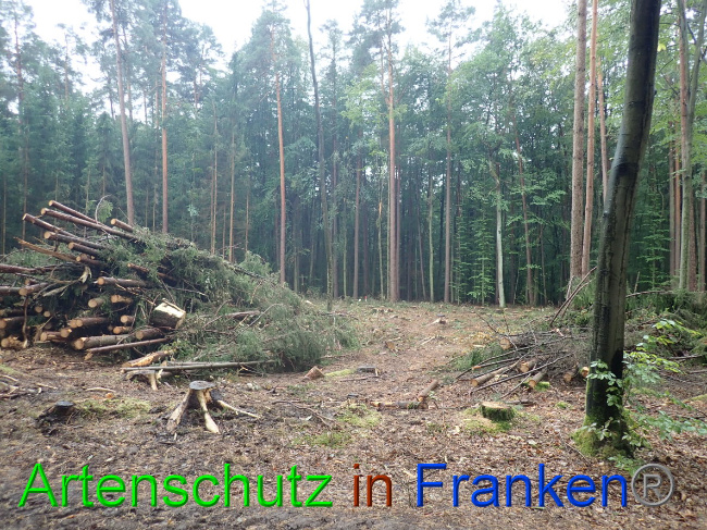 © Artenschutz in Franken® Bild zum Eintrag (1032063-160)