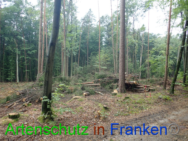 © Artenschutz in Franken® Bild zum Eintrag (1032064-160)