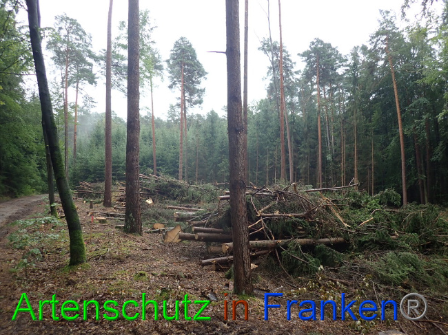 © Artenschutz in Franken® Bild zum Eintrag (1032065-160)