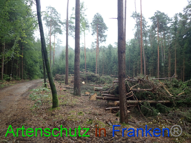 © Artenschutz in Franken® Bild zum Eintrag (1032066-160)
