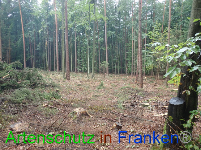 © Artenschutz in Franken® Bild zum Eintrag (1032067-160)