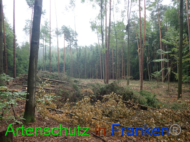 © Artenschutz in Franken® Bild zum Eintrag (1032068-160)