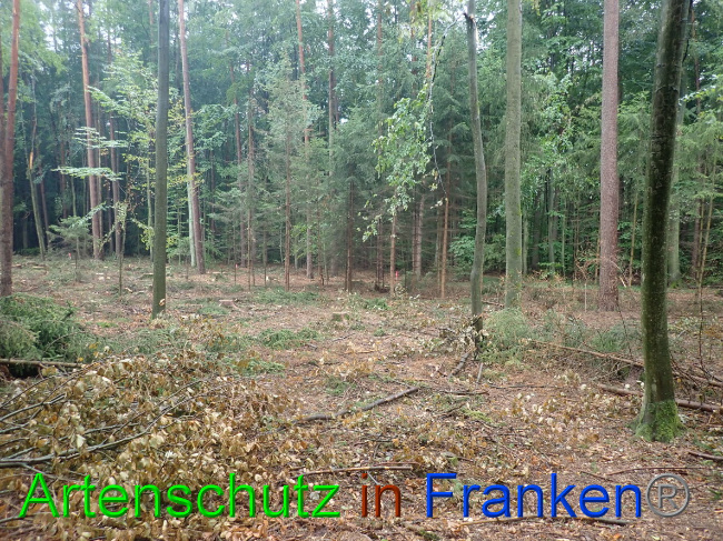 © Artenschutz in Franken® Bild zum Eintrag (1032069-160)