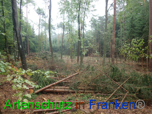 © Artenschutz in Franken® Bild zum Eintrag (1032070-160)