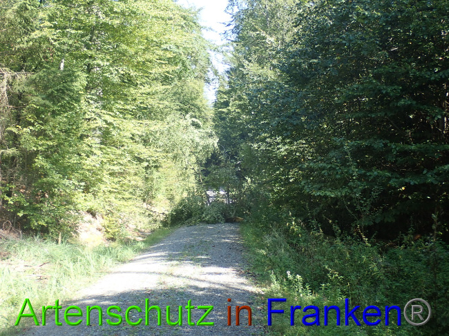 © Artenschutz in Franken® Bild zum Eintrag (1034049-160)