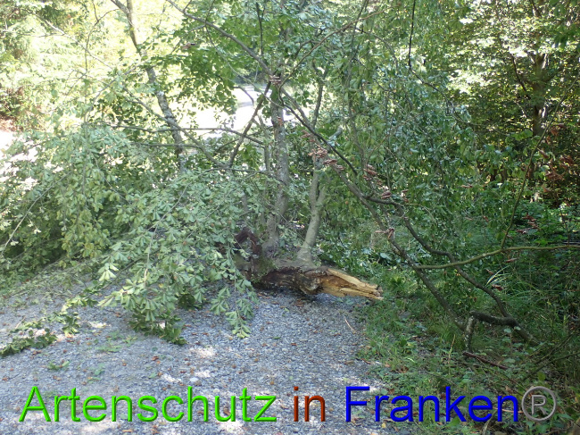 © Artenschutz in Franken® Bild zum Eintrag (1034050-160)