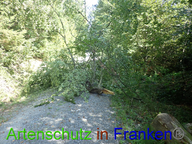 © Artenschutz in Franken® Bild zum Eintrag (1034052-160)