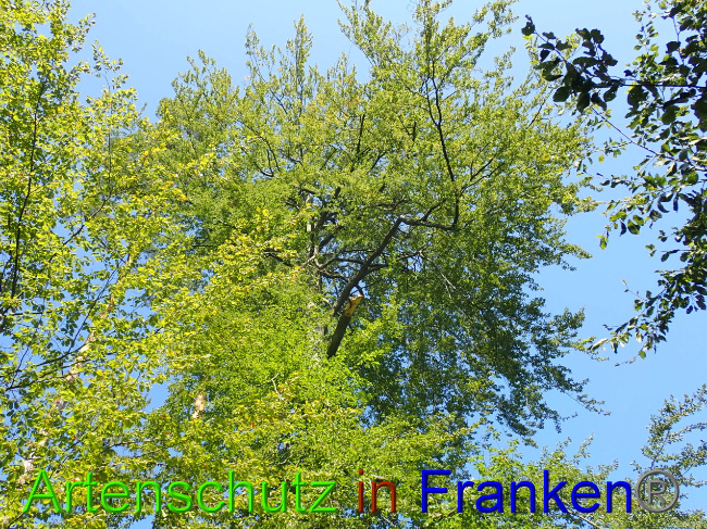 © Artenschutz in Franken® Bild zum Eintrag (1034053-160)