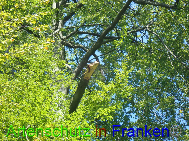 © Artenschutz in Franken® Bild zum Eintrag (1034054-160)