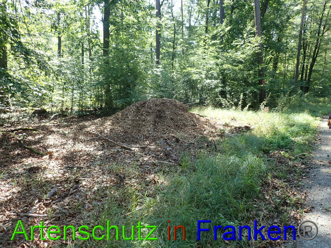 © Artenschutz in Franken® Bild zum Eintrag (1034066-160)