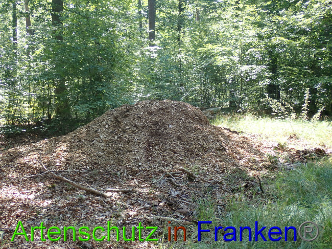 © Artenschutz in Franken® Bild zum Eintrag (1034067-160)