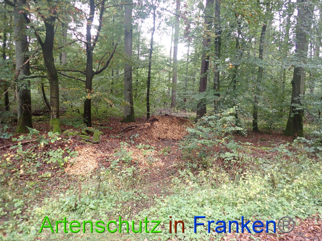 © Artenschutz in Franken® Bild zum Eintrag (1034172-160)