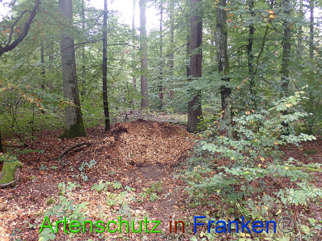 © Artenschutz in Franken® Bild zum Eintrag (1034174-160)