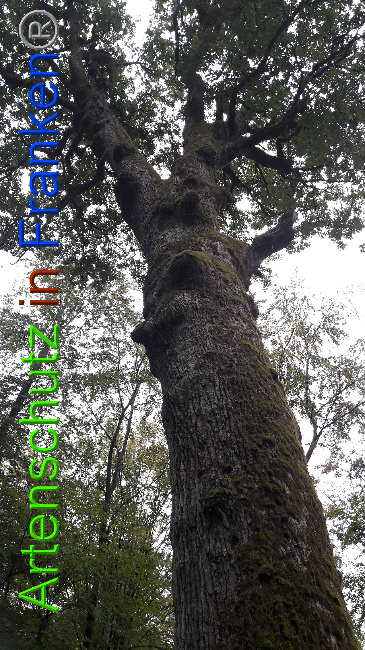 © Artenschutz in Franken® / Greb Bild zum Eintrag (1034641-160)