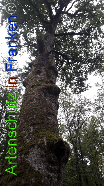 © Artenschutz in Franken® / Greb Bild zum Eintrag (1034646-160)
