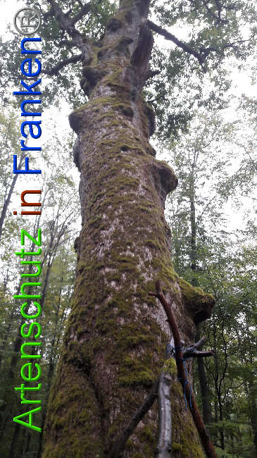 © Artenschutz in Franken® / Greb Bild zum Eintrag (1034647-160)