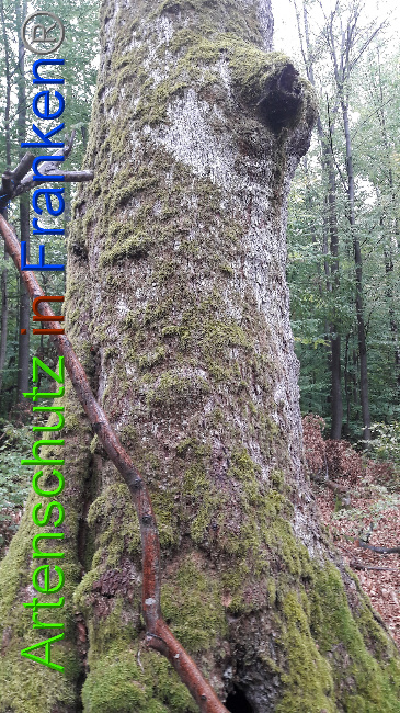 © Artenschutz in Franken® / Greb Bild zum Eintrag (1034648-160)