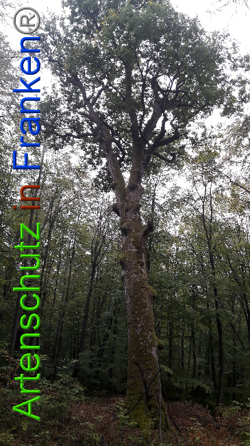 © Artenschutz in Franken® / Greb Bild zum Eintrag (1034649-160)