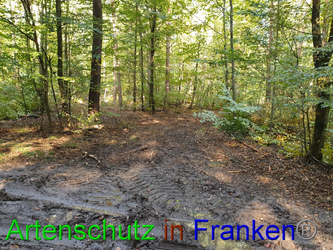 © Artenschutz in Franken® Bild zum Eintrag (1036608-160)
