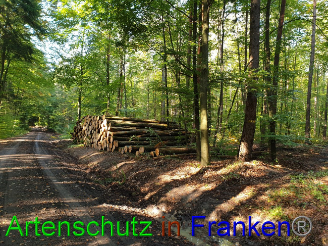 © Artenschutz in Franken® Bild zum Eintrag (1036609-160)