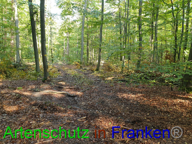 © Artenschutz in Franken® Bild zum Eintrag (1036611-160)