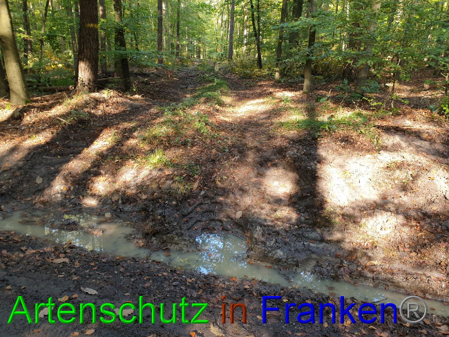 © Artenschutz in Franken® Bild zum Eintrag (1036612-160)