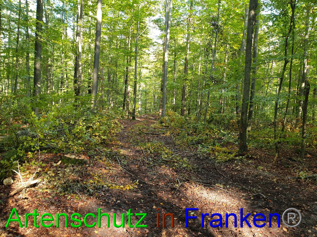 © Artenschutz in Franken® Bild zum Eintrag (1036615-160)
