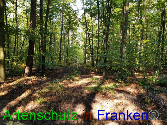 © Artenschutz in Franken® Bild zum Eintrag (1036617-160)