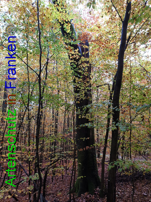 © Artenschutz in Franken® Bild zum Eintrag (1036637-160)