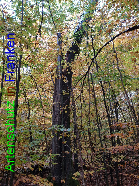 © Artenschutz in Franken® Bild zum Eintrag (1036639-160)