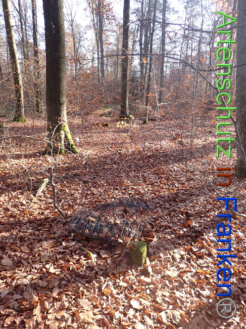 © Artenschutz in Franken® Bild zum Eintrag (1037665-160)